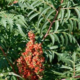 Cutleaf Smooth Sumac